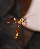 The United Kingdom UK